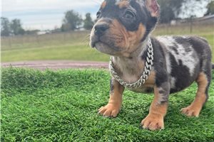 Piper - puppy for sale