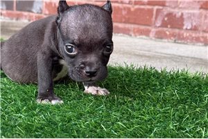 Roscoe - puppy for sale