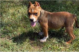 Trent - American Bully for sale