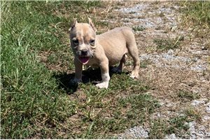 Rusty - American Bully for sale