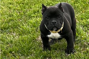Blank - American Bully for sale