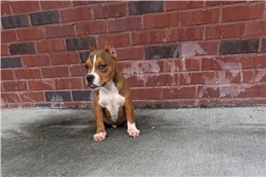 Trinity - American Bully for sale