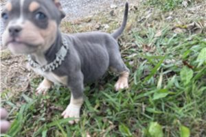 Erica - American Bully for sale