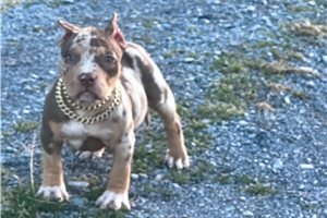Gianna - American Bully for sale