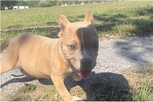 Rusty - American Bully for sale