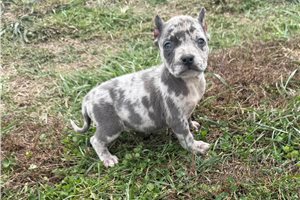 Polly - American Bully for sale