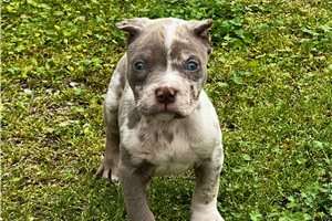 Grayson - American Bully for sale