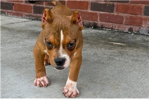 Trinity - American Bully for sale