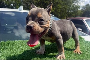 Ralph - American Bully, placed in Nashville