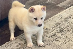Fern - puppy for sale