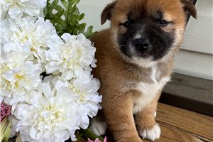 Whitley - Shiba Inu for sale