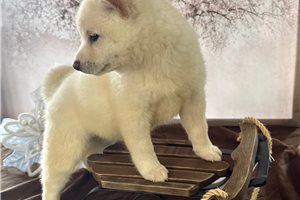 Felicia - puppy for sale