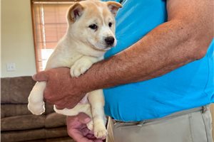 Asher - Shiba Inu for sale