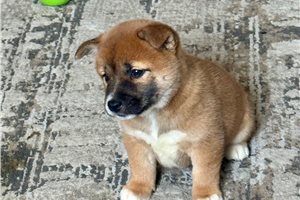 Whitley - Shiba Inu for sale
