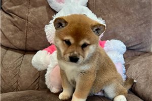 Abigail - Shiba Inu for sale