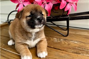 Whitley - Shiba Inu for sale