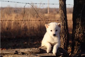 Nishi - puppy for sale
