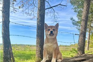 Abigail - Shiba Inu for sale