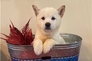 Suki - Shiba Inu for sale