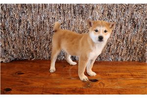Nobu - puppy for sale