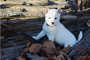 Nara - puppy for sale