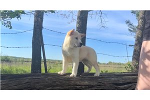 Asher - Shiba Inu for sale