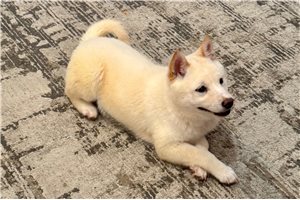 Forest - puppy for sale