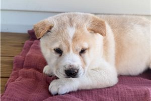 Asher - Shiba Inu for sale