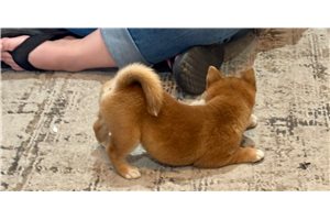 Whitley - Shiba Inu for sale