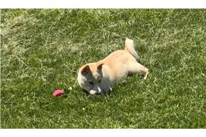 Asher - Shiba Inu for sale