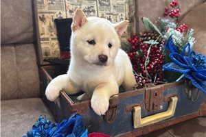Yuna - puppy for sale