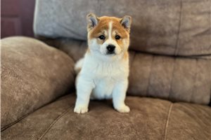 Taiko - puppy for sale