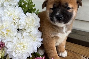 Whitley - Shiba Inu for sale
