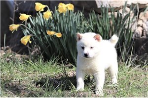 October - Shiba Inu for sale