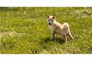 Asher - Shiba Inu for sale