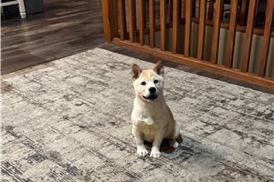 Asher - Shiba Inu for sale