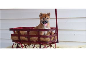 Whitley - Shiba Inu for sale