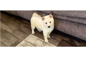 Franco - puppy for sale