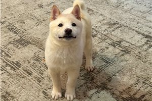 Forest - Shiba Inu for sale