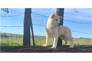 Asher - Shiba Inu for sale