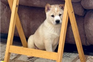 Asher - Shiba Inu for sale