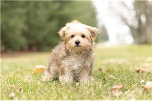 Chasten - Morkie / Yorktese for sale