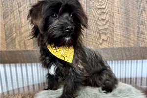 Liam - Yorkiepoo - Yorkie Poo for sale