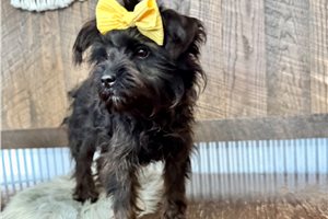 Layla - Yorkiepoo - Yorkie Poo for sale