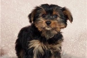 Gage - Yorkiepoo - Yorkie Poo for sale