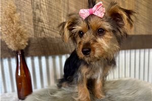 Libby - Yorkshire Terrier - Yorkie for sale