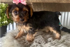 Lexi - Yorkshire Terrier - Yorkie for sale