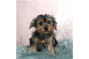 Teacup Sara - Yorkiepoo - Yorkie Poo for sale