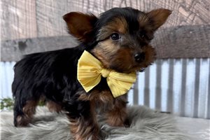 Hudson - Yorkshire Terrier - Yorkie for sale