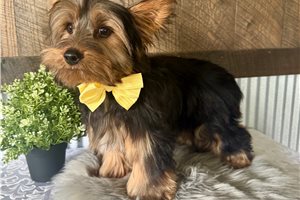 Hudson - Yorkshire Terrier - Yorkie for sale